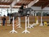 dressage horse Lovely Day (Austrian Warmblood, 2002, from Lutz)