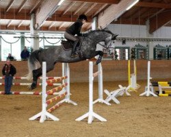 dressage horse Lovely Day (Austrian Warmblood, 2002, from Lutz)