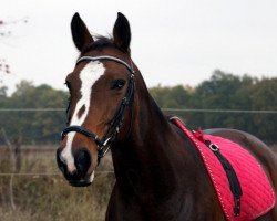 broodmare Kerry-Lee (Brandenburg, 1998, from Korsar I)