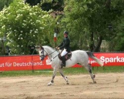 horse Bordeaux 25 (German Sport Horse, 2003, from Brandenburger)