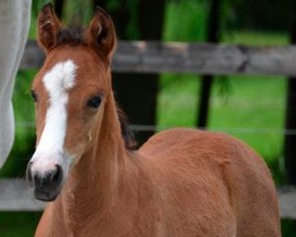 Pferd Fox d'été (Französisches Pony, 2015, von Alisco du Roquet)