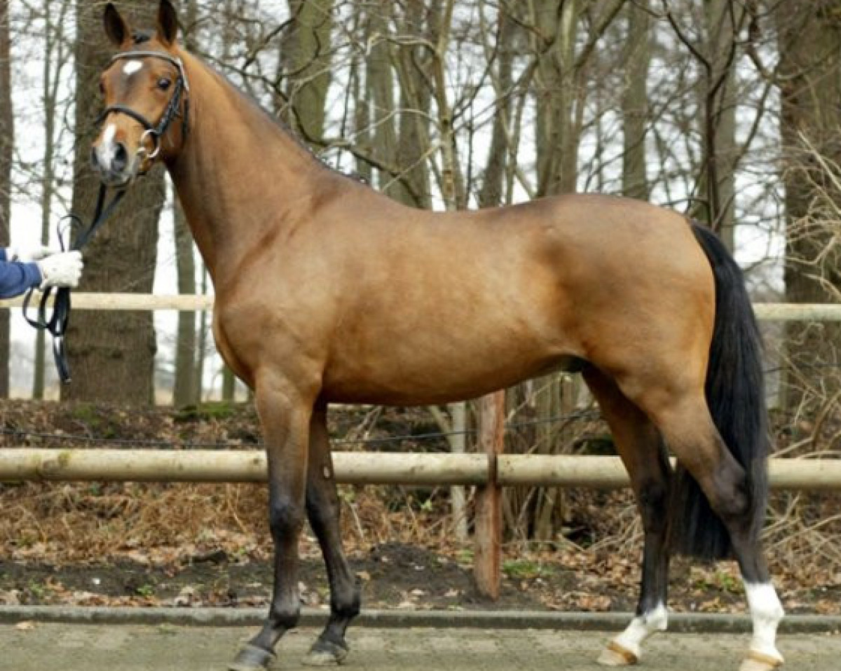 Deckhengst Lucky Lao II (Deutsches Reitpony, 2005, von Lucky Strike)