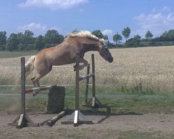 Springpferd Katinka (1,95% ox) (Haflinger, 2008, von Alibaba)