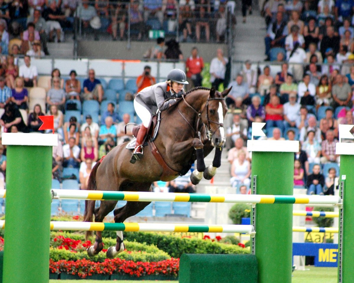 Zuchtstute Benedicte (Belgisches Warmblut, 2001, von Kannan)