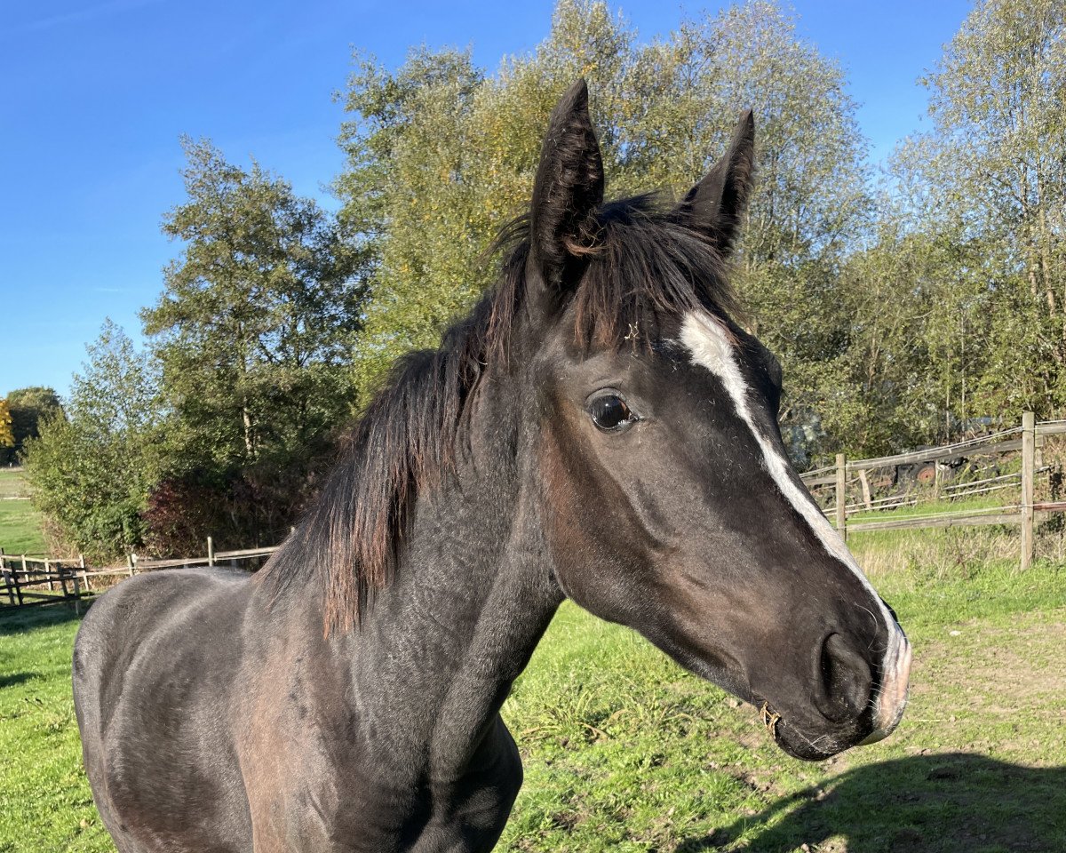 broodmare Bonjour Sazzarette JHB (Sazzou) (Westphalian, 2022, from Bonjour)