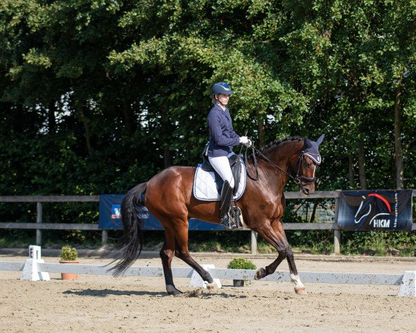 dressage horse Chablis (Hanoverian, 2014, from Coal Diamond)