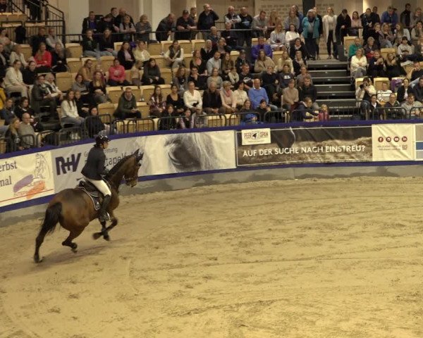 FEI Reitturnier Neumünster 2022