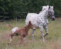 horse Cinderella af Silver (Knabstrupper, 1997, from Poco Mejor Af Silver)