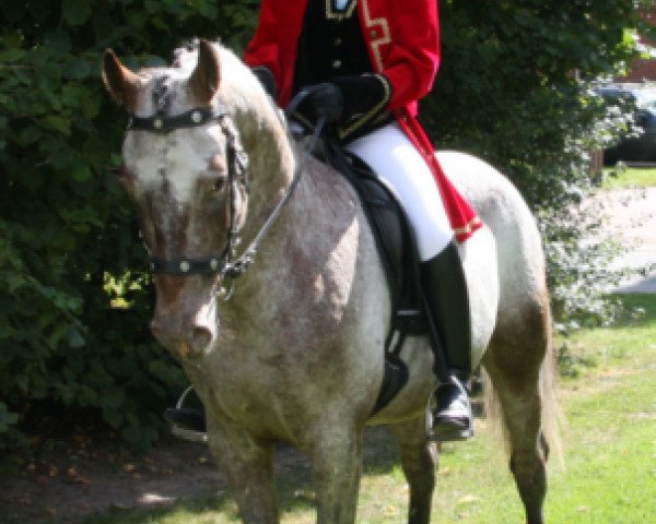 stallion Buccaneer af Wendandi (Knabstrupper, 2005, from Boxter aus der schützenden Hand)