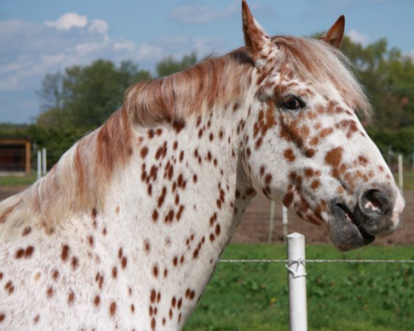 Springpferd Azir af Wendandi (Knabstrupper, 2005, von Aurel af Wendandi)