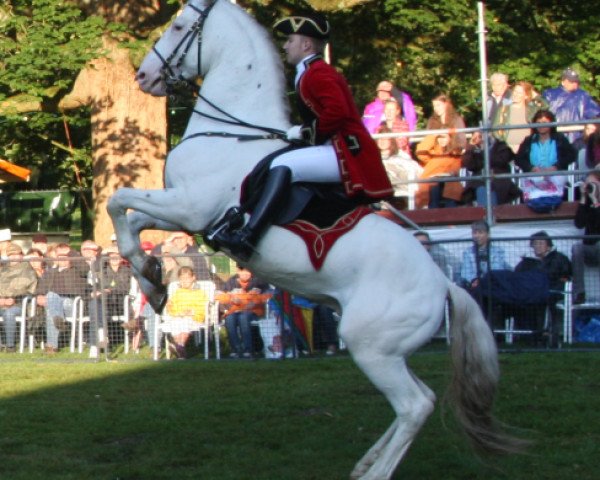 Deckhengst Azrael af Wendandi (Knabstrupper, 2004, von Aurel af Wendandi)