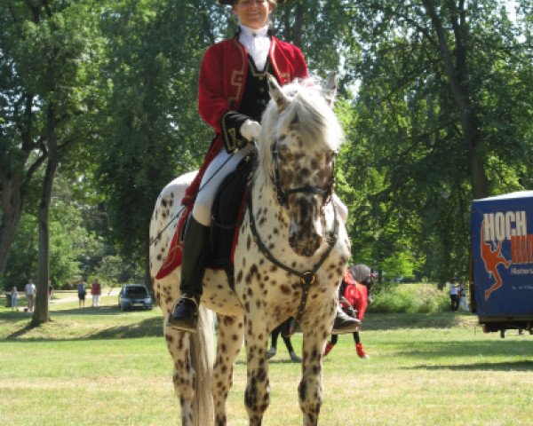 Deckhengst Aramis af Wendandi (Knabstrupper, 2005, von Aurel af Wendandi)