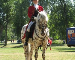 horse Aramis af Wendandi (Knabstrupper, 2005, from Aurel af Wendandi)