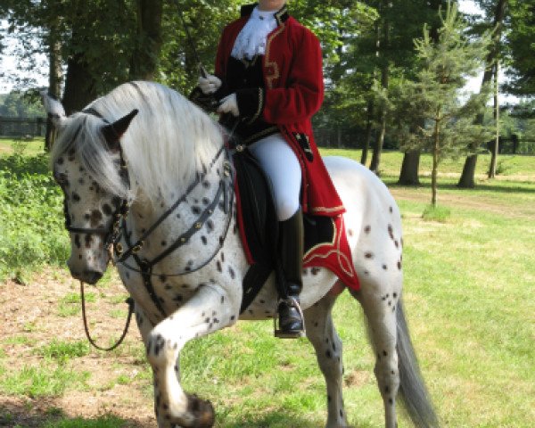 horse Professor af Wendandi (Knabstrupper, 2003, from VbPrH Pergamon aus der schützenden Hand)