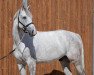 jumper Lontargos (Oldenburg show jumper, 2015, from Lordanos)