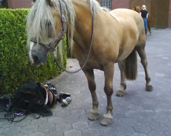 horse Rico (Haflinger,  , from Husar)