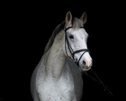 jumper Chalero (Oldenburg show jumper, 2006, from Chalet)