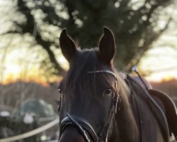 jumper Gimly (German Riding Pony, 2014, from Allat al Ganschow)