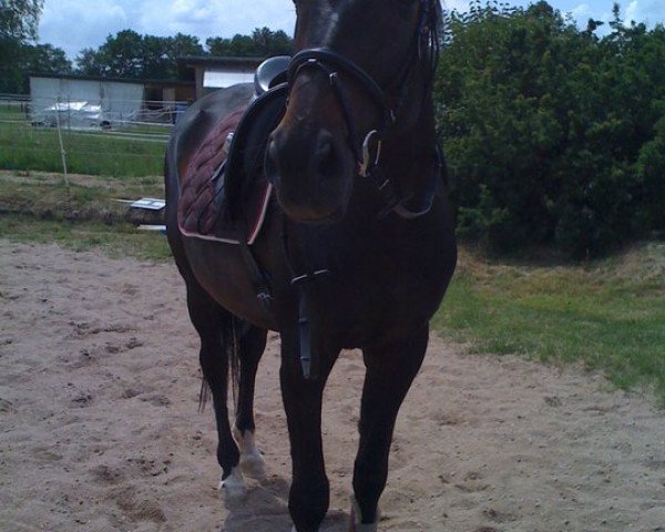 horse Rajda (Czech Warmblood, 1994)