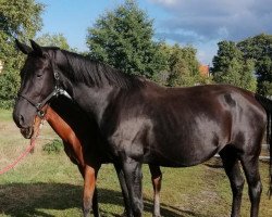 dressage horse Fantastic Frieda B (Hanoverian, 2014, from Fantastic)