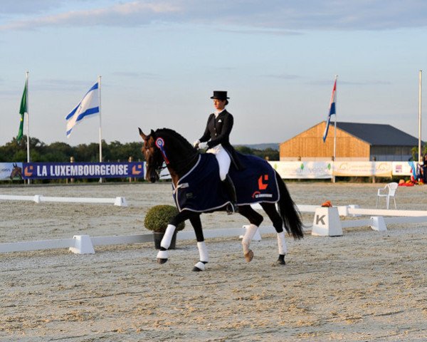 dressage horse Sorento (Oldenburg, 2002, from Sandro Hit)