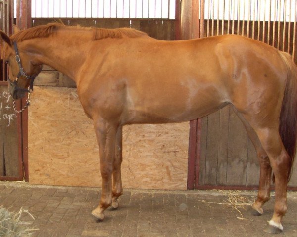 broodmare Honey (Hanoverian, 2006, from Hochadel)