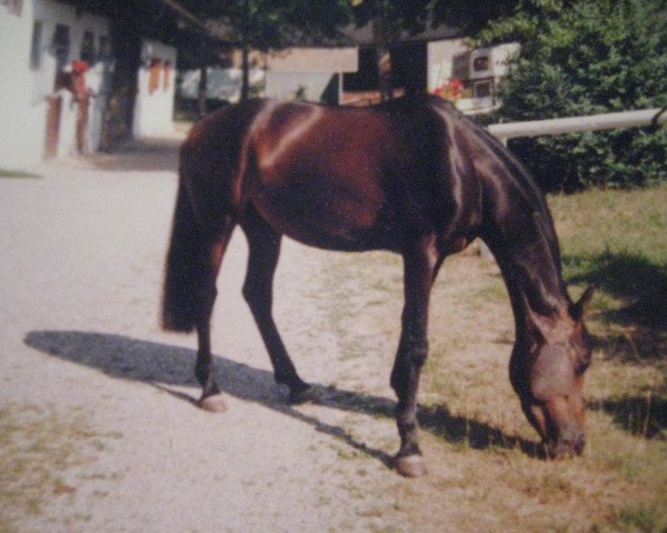 Pferd Dorothy 3 (Welsh Partbred, 1996, von Speyksbosch Nando)