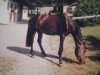 Pferd Dorothy 3 (Welsh Partbred, 1996, von Speyksbosch Nando)