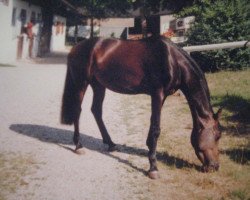 horse Dorothy 3 (Welsh Partbred, 1996, from Speyksbosch Nando)