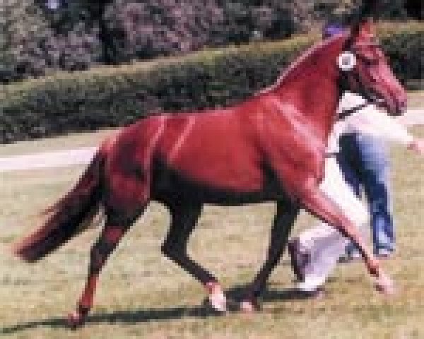 broodmare Velvet (German Riding Pony, 1995, from Vivaldi)