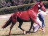 broodmare Velvet (German Riding Pony, 1995, from Vivaldi)