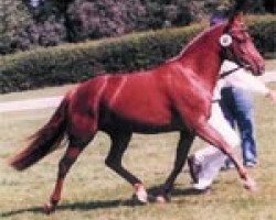 broodmare Velvet (German Riding Pony, 1995, from Vivaldi)