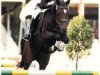 dressage horse Viva (German Riding Pony, 1997, from Vivaldi)