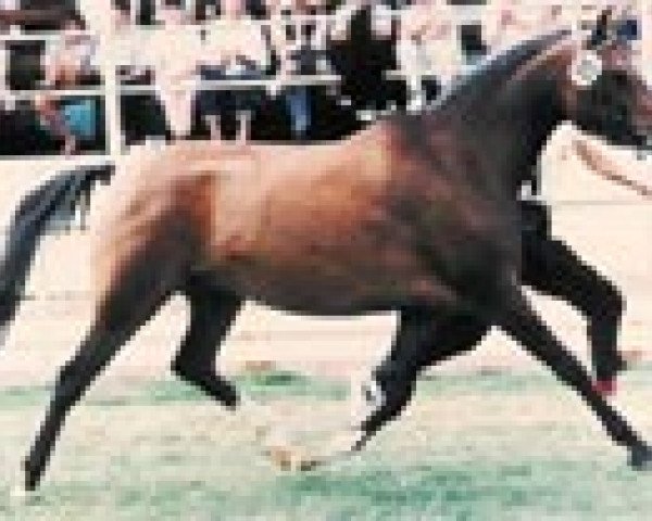 broodmare Domira (German Riding Pony, 1983, from Dschingis-Khan)