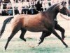 horse Domira (German Riding Pony, 1983, from Dschingis-Khan)