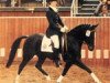 horse Maya (German Riding Pony, 1976, from Merafic ox)