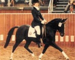 broodmare Maya (German Riding Pony, 1976, from Merafic ox)