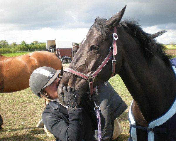 jumper Queen Mary S (Holsteiner, 2002, from Quantum)