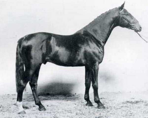 horse Reichsgraf (Holsteiner, 1982, from Rinaldo)