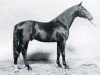 stallion Reichsgraf (Holsteiner, 1982, from Rinaldo)