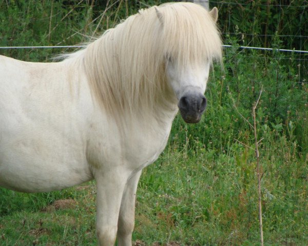 stallion Karat vom Kellerberg (Shetland Pony, 1995, from Krümel)