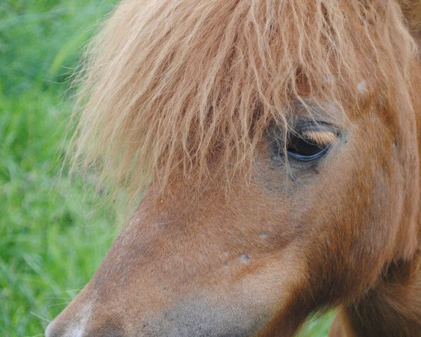 broodmare Nikita v Ministal Ponydijk (Shetland pony (under 87 cm), 1998, from Bright van Uilenbroek)