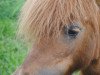 Zuchtstute Nikita v Ministal Ponydijk (Shetland Pony (unter 87 cm), 1998, von Bright van Uilenbroek)