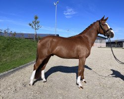 dressage horse Zinedine Zidane 4 (Hanoverian, 2018, from Zoom 8)