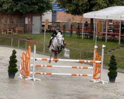 jumper Casanova 517 (Hanoverian, 2012, from Christ)