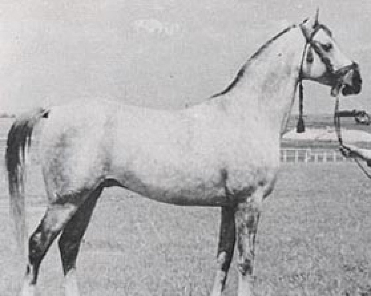 stallion Sedziwoj ox (Arabian purebred, 1954, from Trypolis 1937 ox)