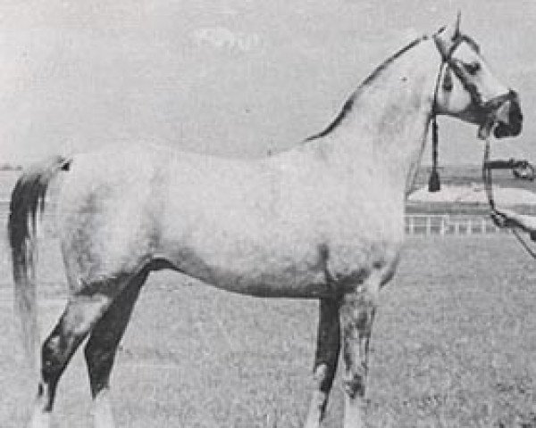 stallion Sedziwoj ox (Arabian thoroughbred, 1954, from Trypolis 1937 ox)