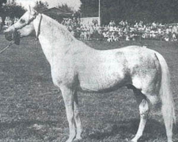 stallion Ariel ox (Arabian thoroughbred, 1961, from Sedziwoj ox)