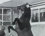 stallion Ali Bek ox (Arabian thoroughbred, 1953, from Trypolis 1937 ox)