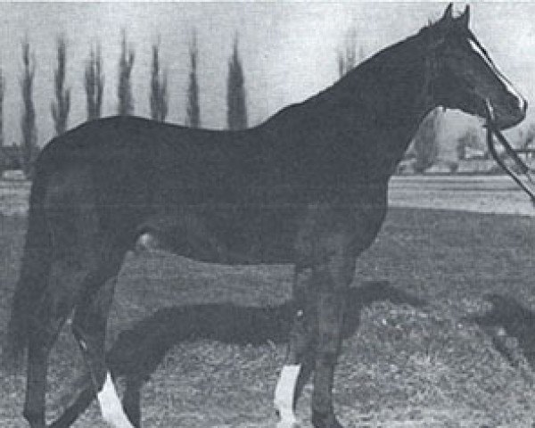 Deckhengst Arragon ox (Vollblutaraber, 1959, von Faher ox)